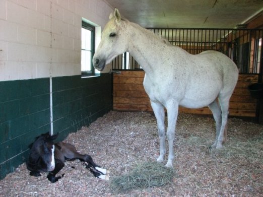 1914058_520149479525_5433664_n