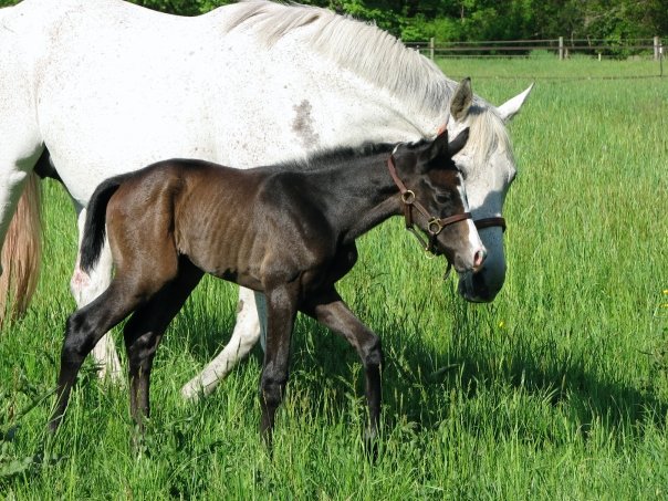 1914058_520149484515_1802470_n